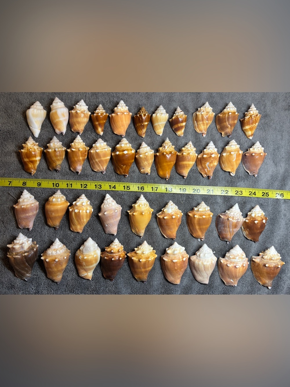 40 Florida Fighting Conch Shells.  Wide variety of shapes & sizes. Crafting!!!